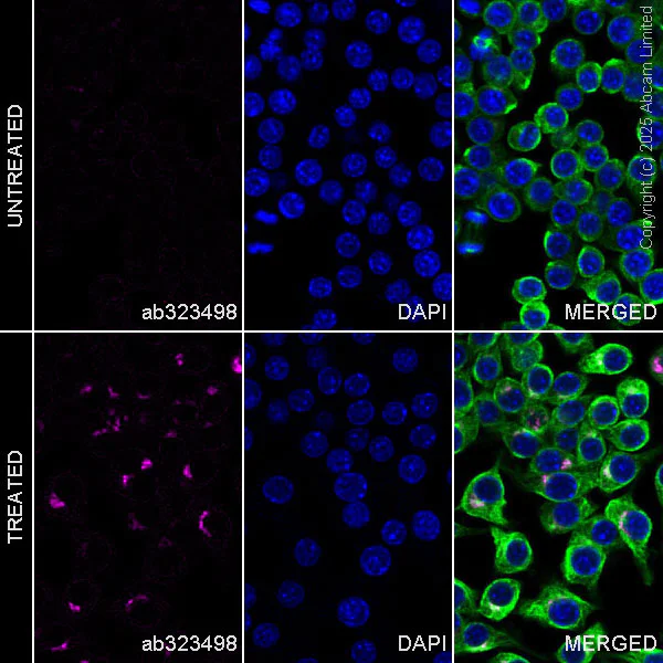 Immunocytochemistry/ Immunofluorescence - Alexa Fluor® 647 Anti-Osteopontin antibody [EPR21138] (AB323498)