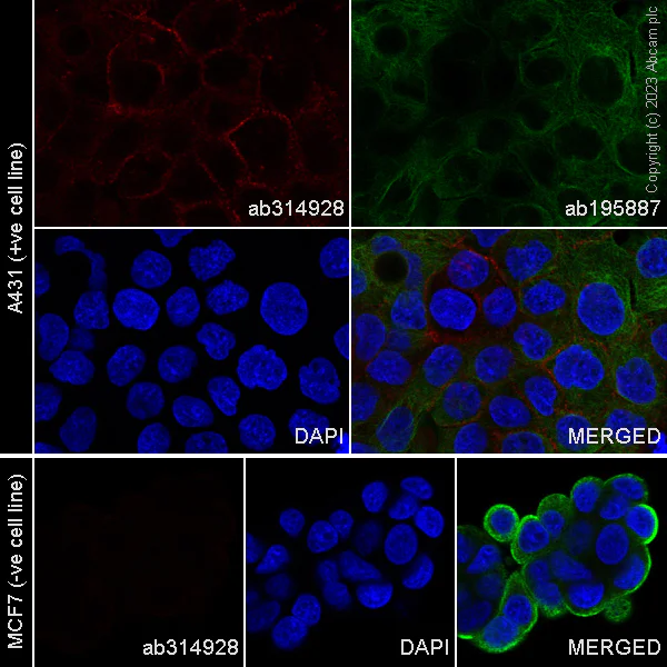 Immunocytochemistry/ Immunofluorescence - Alexa Fluor® 647 Anti-P cadherin antibody [EPR22426] (AB314928)