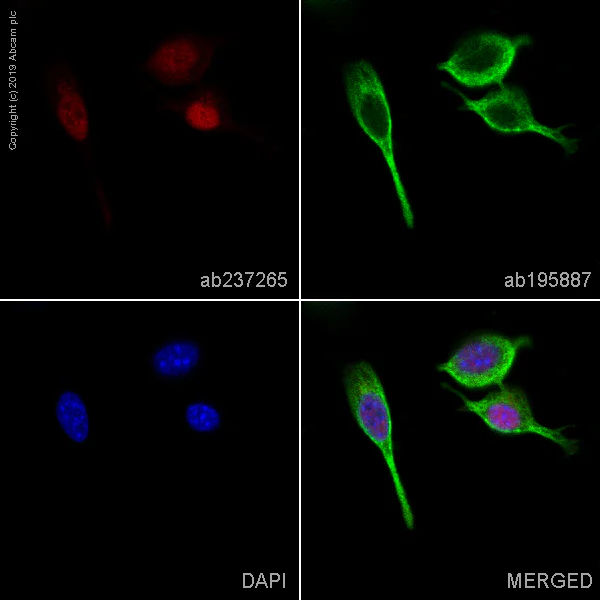 Alexa Fluor® 647 conjugated Anti-p21 antibody [EPR18021