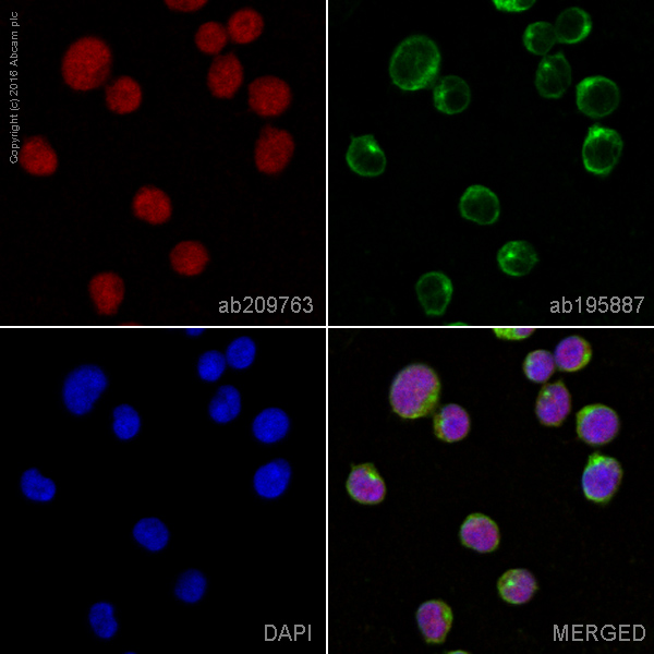 Immunocytochemistry/ Immunofluorescence - Alexa Fluor® 647 Anti-p38 alpha/MAPK14 antibody [E229] (AB209763)