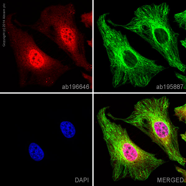 Immunocytochemistry/ Immunofluorescence - Alexa Fluor® 647 Anti-p38 beta/MAPK11 + p38 alpha/MAPK14 antibody [Y122] (AB196646), expandable thumbnail