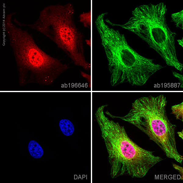 Immunocytochemistry/ Immunofluorescence - Alexa Fluor® 647 Anti-p38 beta/MAPK11 + p38 alpha/MAPK14 antibody [Y122] (AB196646)