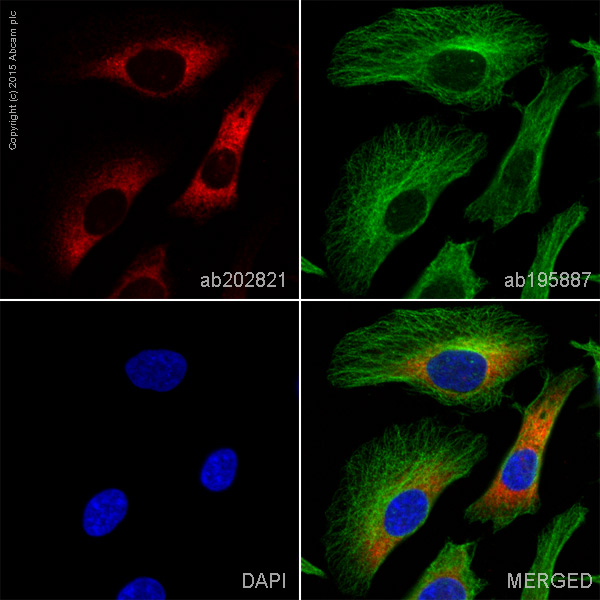 Immunocytochemistry/ Immunofluorescence - Alexa Fluor® 647 Anti-P4HB antibody [EPR9499] (AB202821)