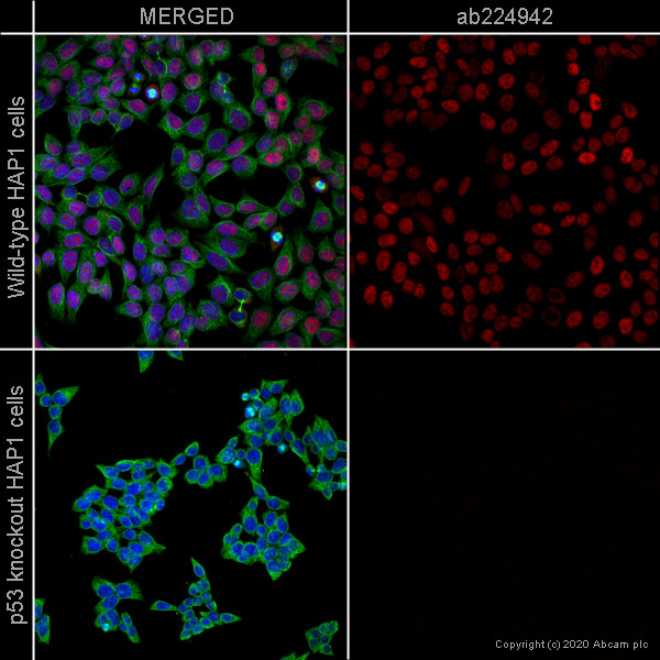Immunocytochemistry/ Immunofluorescence - Alexa Fluor® 647 Anti-p53 antibody [E26] (AB224942), expandable thumbnail