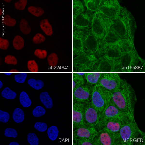 Anti-p53 Alexa Fluor® 647 antibody [E26] (ab224942) IgG | Abcam