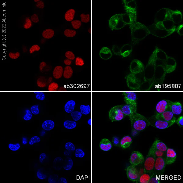 Immunocytochemistry - Alexa Fluor® 647 Anti-p53 antibody [EPR20416-124] (AB302697)