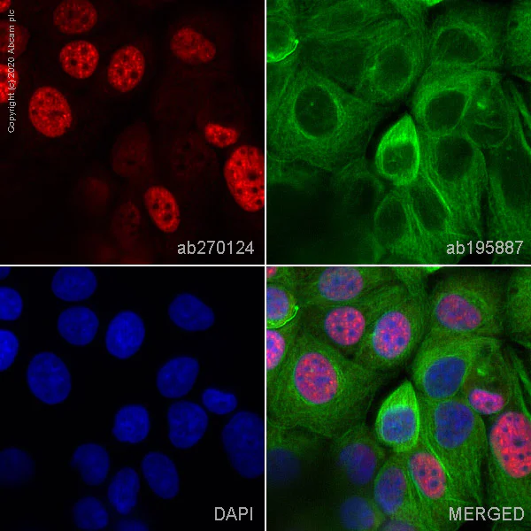 Immunocytochemistry/ Immunofluorescence - Alexa Fluor® 647 Anti-p53 antibody [SP161] (AB270124)