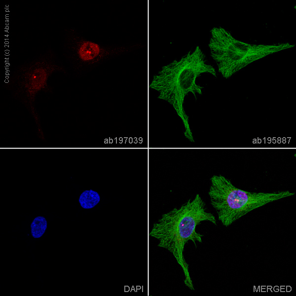 Immunocytochemistry/ Immunofluorescence - Alexa Fluor® 647 Anti-p73 antibody [EP436Y] (AB197039)