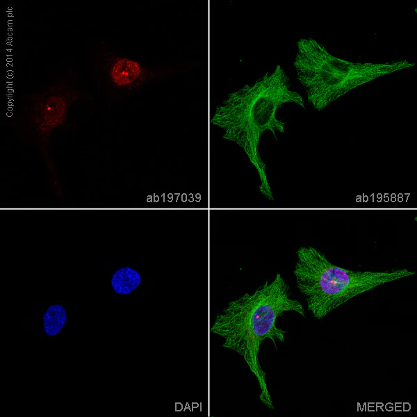 Immunocytochemistry/ Immunofluorescence - Alexa Fluor® 647 Anti-p73 antibody [EP436Y] (AB197039)