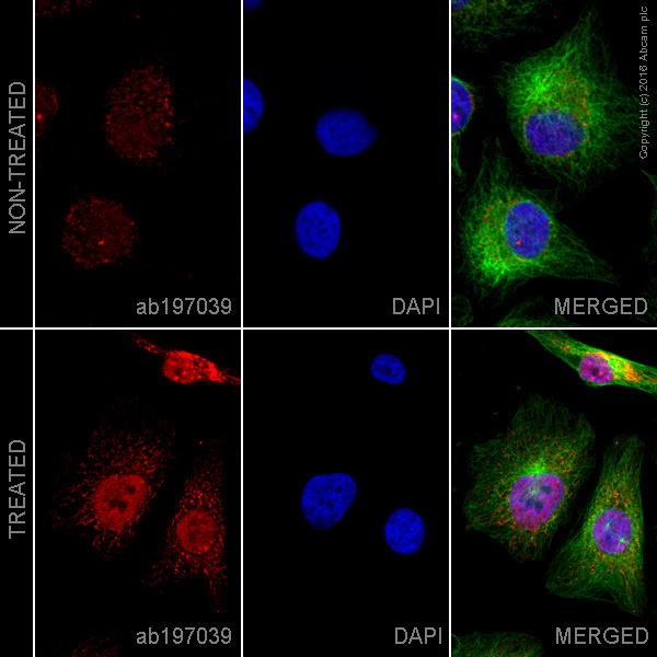Immunocytochemistry/ Immunofluorescence - Alexa Fluor® 647 Anti-p73 antibody [EP436Y] (AB197039)