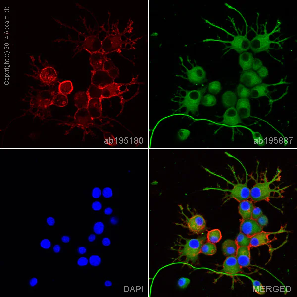 Immunocytochemistry/ Immunofluorescence - Alexa Fluor® 647 Anti-p75 NGF Receptor antibody [EP1039Y] (AB195180)
