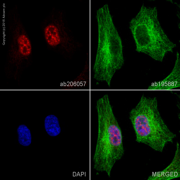 Immunocytochemistry/ Immunofluorescence - Alexa Fluor® 647 Anti-PABPN1 antibody [EP3000Y] (AB206057)