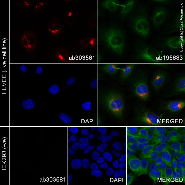 Immunocytochemistry/ Immunofluorescence - Alexa Fluor® 647 Anti-PAI1 antibody [EPR21850-82] (AB303581)