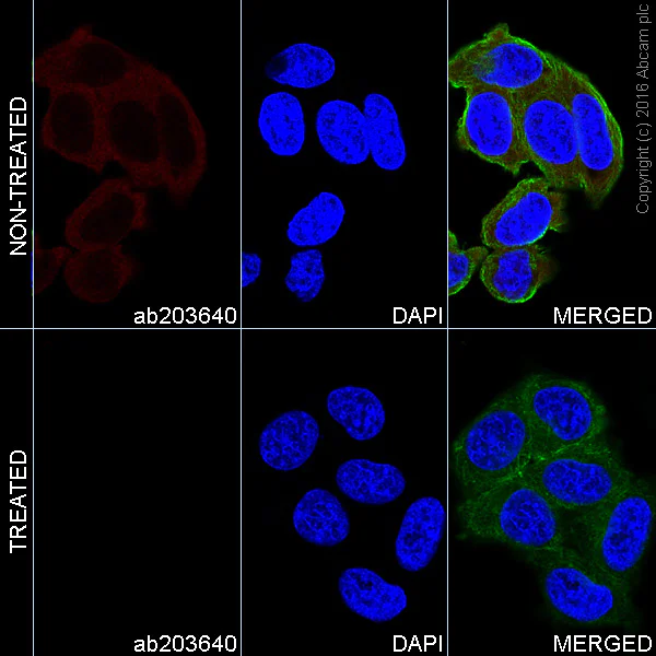 Immunocytochemistry/ Immunofluorescence - Alexa Fluor® 647 Anti-PAK1+PAK2+PAK3 (phospho S141 + S144 + S154) antibody [EP656Y] (AB203640)