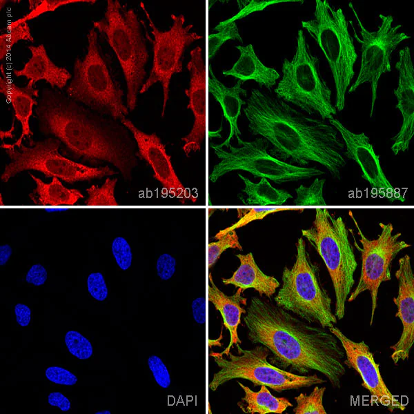 Immunocytochemistry/ Immunofluorescence - Alexa Fluor® 647 Anti-pan Cadherin antibody [EPR1792Y] - Intercellular Junction Marker (AB195203)