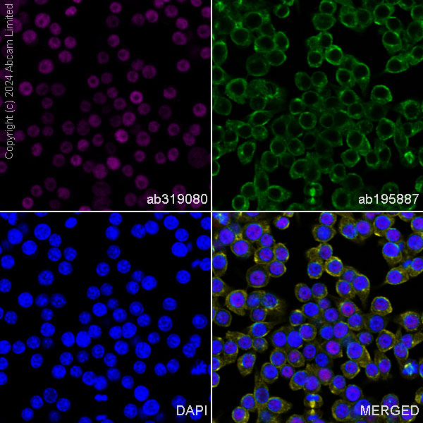 Immunocytochemistry/ Immunofluorescence - Alexa Fluor® 647 Anti-pan-myc antibody [EPR18863] (AB319080), expandable thumbnail