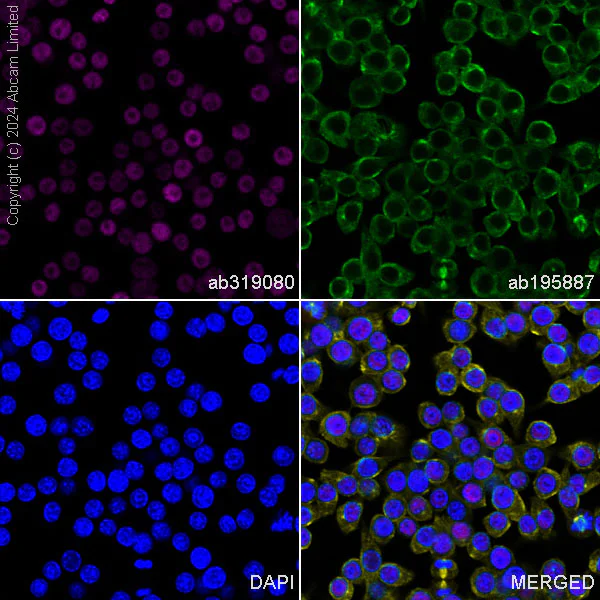 Immunocytochemistry/ Immunofluorescence - Alexa Fluor® 647 Anti-pan-myc antibody [EPR18863] (AB319080)
