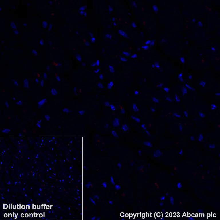 Immunohistochemistry (Formalin/PFA-fixed paraffin-embedded sections) - Alexa Fluor® 647 Anti-pan SCN antibody [EPR25134-4] (AB308534)