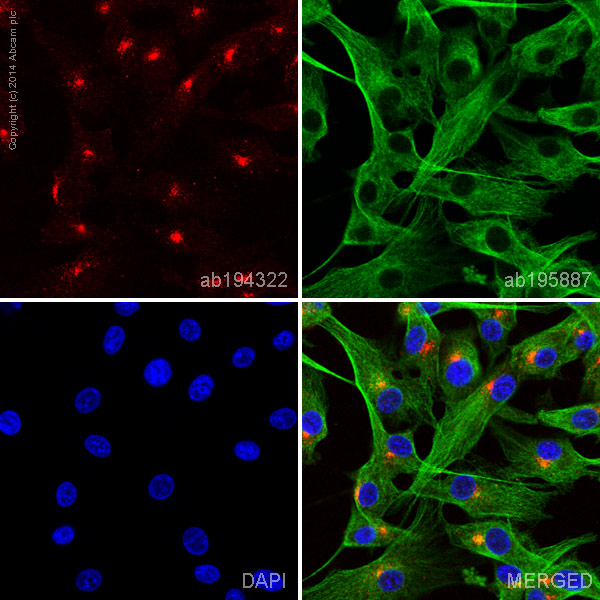 Immunocytochemistry/ Immunofluorescence - Alexa Fluor® 647 Anti-Pan Trk antibody [EP1058Y] (AB194322)