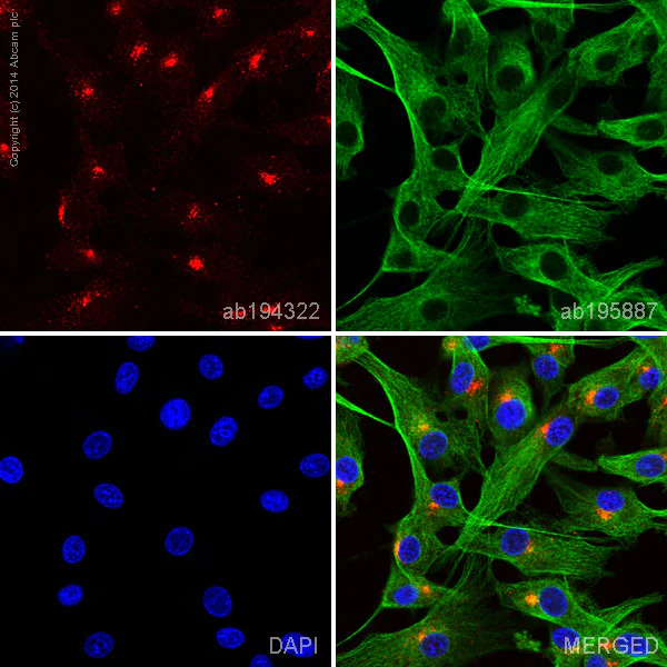Immunocytochemistry/ Immunofluorescence - Alexa Fluor® 647 Anti-Pan Trk antibody [EP1058Y] (AB194322)