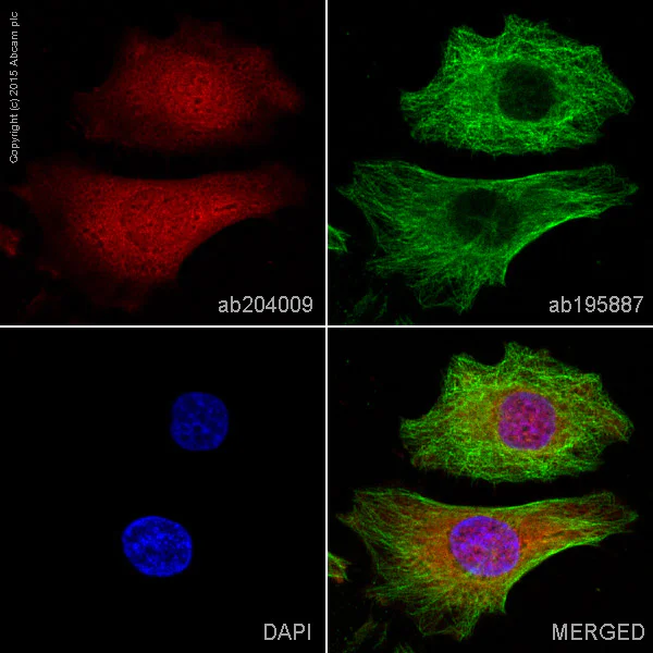 Immunocytochemistry/ Immunofluorescence - Alexa Fluor® 647 Anti-PARK7/DJ1 antibody [EP2815Y] (AB204009)