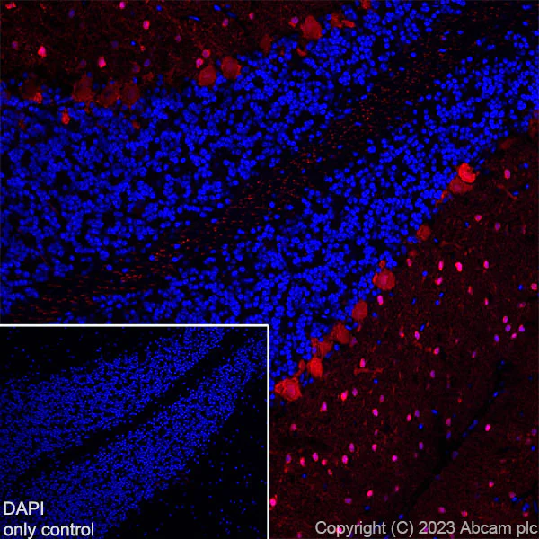 Immunohistochemistry (Frozen sections) - Alexa Fluor® 647 Anti-Parvalbumin antibody [EPR13091] (AB313816)