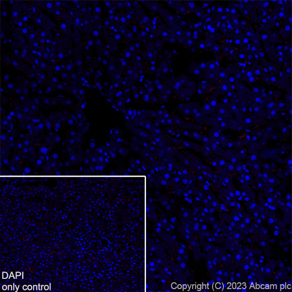 Immunohistochemistry (Frozen sections) - Alexa Fluor® 647 Anti-Parvalbumin antibody [EPR13091] (AB313816), expandable thumbnail