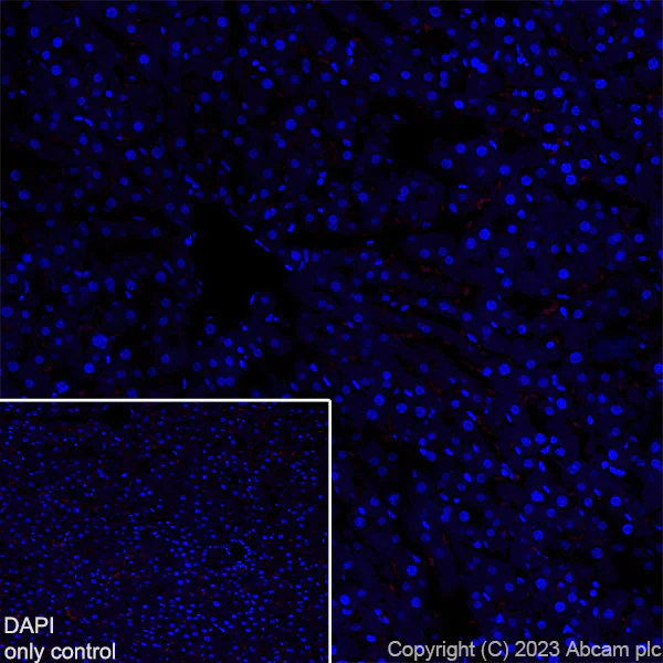 Immunohistochemistry (Frozen sections) - Alexa Fluor® 647 Anti-Parvalbumin antibody [EPR13091] (AB313816)