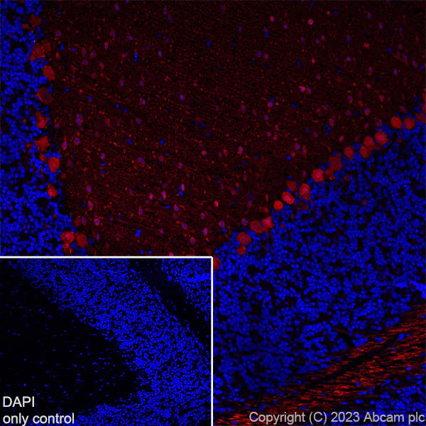 Immunohistochemistry (Frozen sections) - Alexa Fluor® 647 Anti-Parvalbumin antibody [EPR13091] (AB313816)