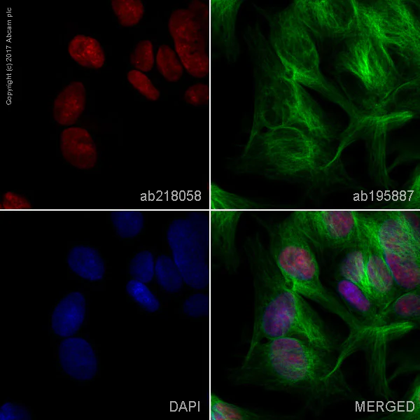 Immunocytochemistry/ Immunofluorescence - Alexa Fluor® 647 Anti-Pax2 antibody [EP3251] (AB218058)