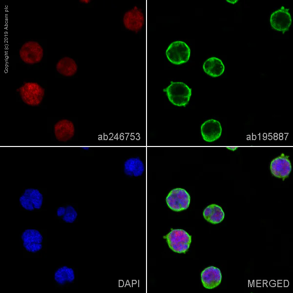 Immunocytochemistry/ Immunofluorescence - Alexa Fluor® 647 Anti-PAX5 antibody [EPR3730(2)] (AB246753)