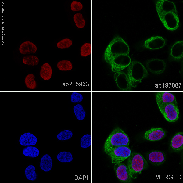 Immunocytochemistry/ Immunofluorescence - Alexa Fluor® 647 Anti-PAX8 antibody [EPR18715] (AB215953)