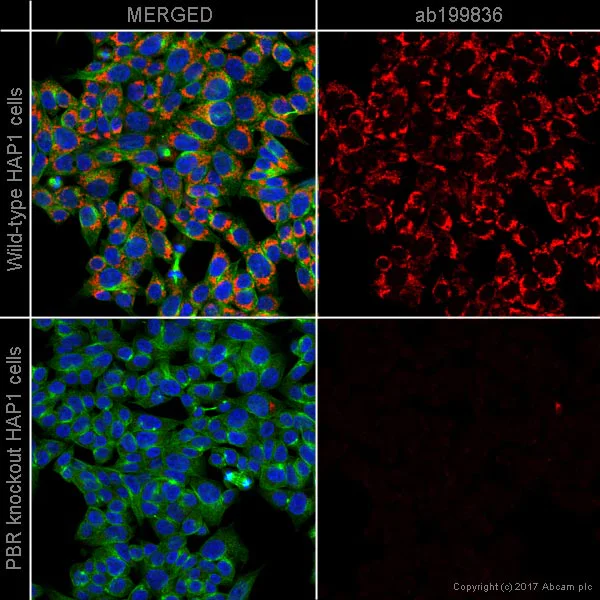 Immunocytochemistry - Alexa Fluor® 647 Anti-PBR antibody [EPR5384] (AB199836)