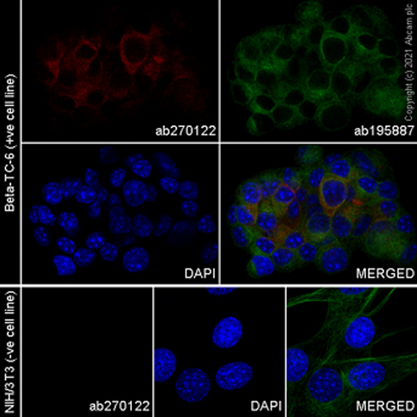 Immunocytochemistry/ Immunofluorescence - Alexa Fluor® 647 Anti-PC1/3 antibody [EPR21908] (AB270122), expandable thumbnail