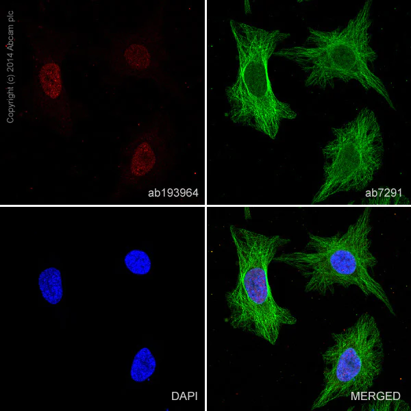 Immunocytochemistry/ Immunofluorescence - Alexa Fluor® 647 Anti-PCNA antibody [EPR3821] (AB193964)