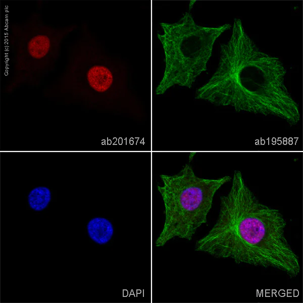 Immunocytochemistry/ Immunofluorescence - Alexa Fluor® 647 Anti-PCNA antibody [PC10] (AB201674)