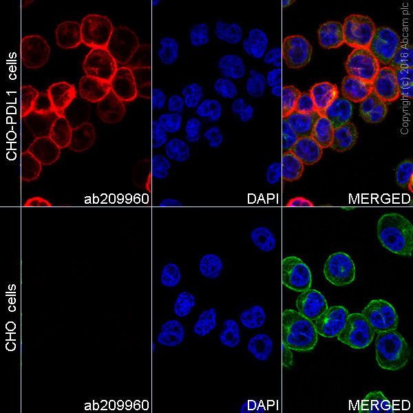 Immunocytochemistry/ Immunofluorescence - Alexa Fluor® 647 Anti-PD-L1 antibody [28-8] - Extracellular domain (AB209960), expandable thumbnail