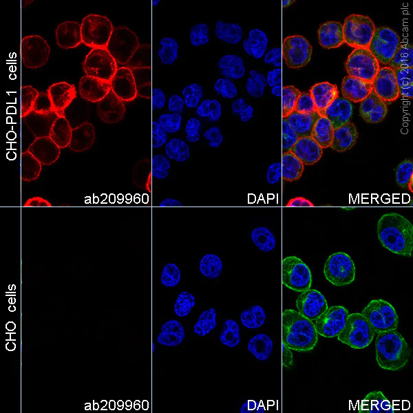 Immunocytochemistry/ Immunofluorescence - Alexa Fluor® 647 Anti-PD-L1 antibody [28-8] - Extracellular domain (AB209960)