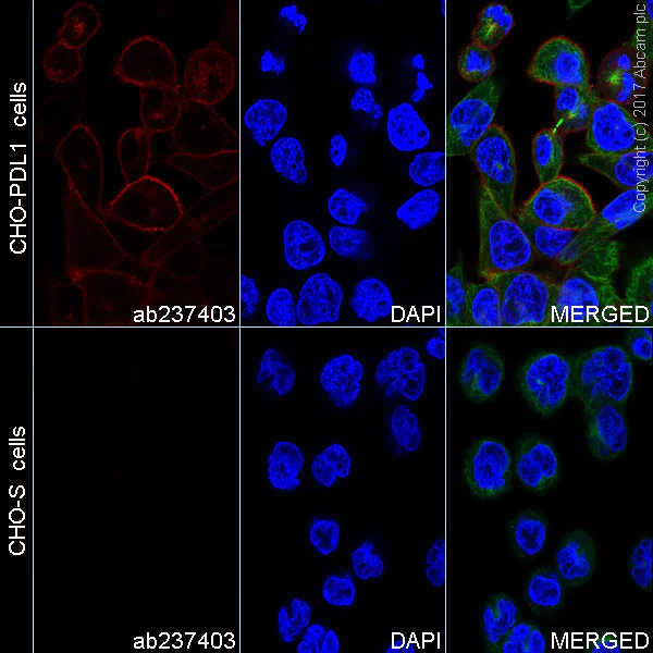 Immunocytochemistry/ Immunofluorescence - Alexa Fluor® 647 Anti-PD-L1 antibody [73-10] (AB237403)