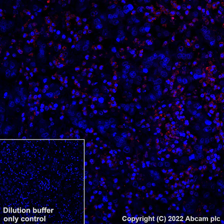 Immunohistochemistry (Formalin/PFA-fixed paraffin-embedded sections) - Alexa Fluor® 647 Anti-PD-L2 antibody [EPR25200-50] (AB307344)