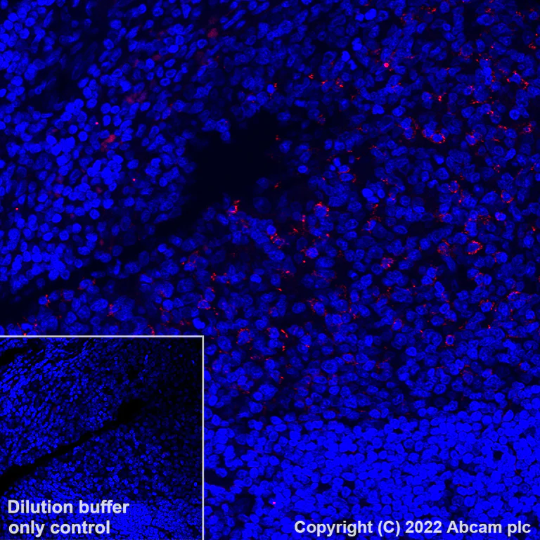 Immunohistochemistry (Formalin/PFA-fixed paraffin-embedded sections) - Alexa Fluor® 647 Anti-PD-L2 antibody [EPR25200-50] (AB307344)