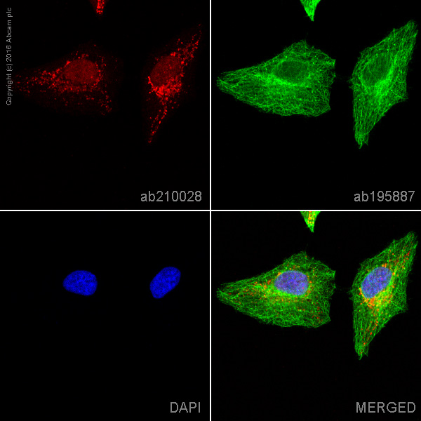 Immunocytochemistry/ Immunofluorescence - Alexa Fluor® 647 Anti-PDHB antibody [EPR11097(B)] (AB210028), expandable thumbnail