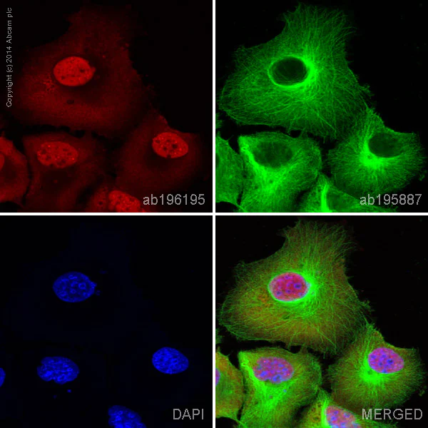 Immunocytochemistry/ Immunofluorescence - Alexa Fluor® 647 Anti-PDX1 antibody [EPR3358(2)] (AB196195)