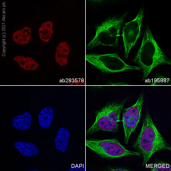 Immunocytochemistry/ Immunofluorescence - Alexa Fluor® 647 Anti-Peregrin/BRPF1 antibody [EPR24069-57] (AB283578)