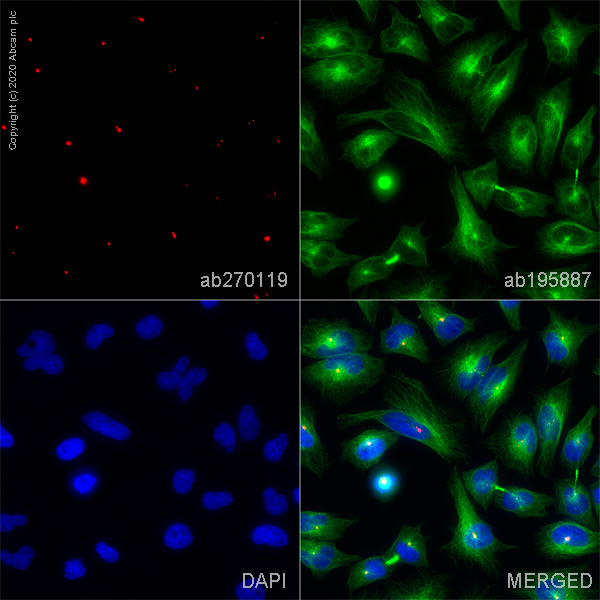 Immunocytochemistry/ Immunofluorescence - Alexa Fluor® 647 Anti-Pericentrin antibody [EPR21987] - Centrosome Marker (AB270119)