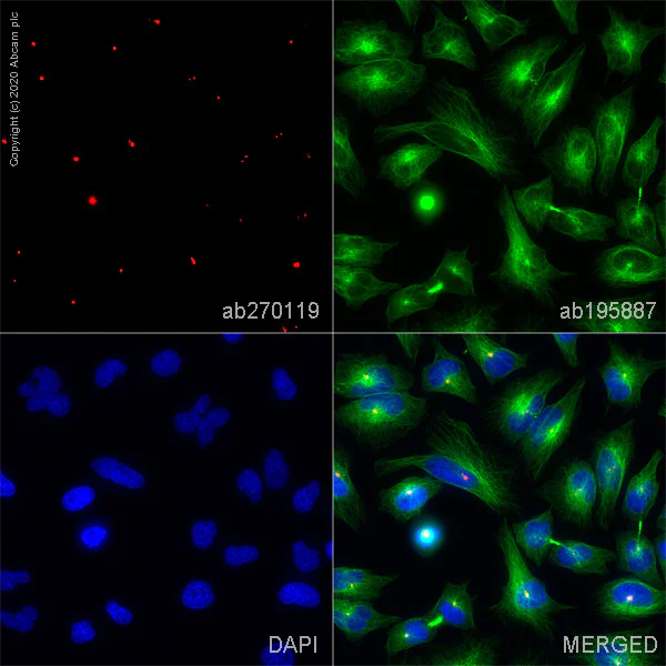 Immunocytochemistry/ Immunofluorescence - Alexa Fluor® 647 Anti-Pericentrin antibody [EPR21987] - Centrosome Marker (AB270119)
