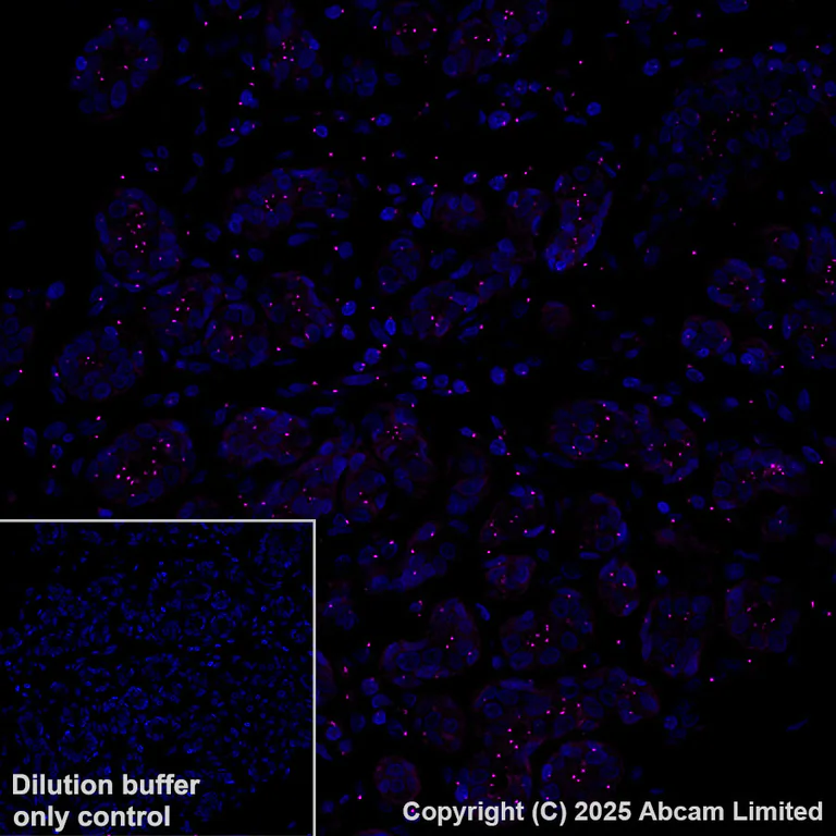 Immunohistochemistry (Formalin/PFA-fixed paraffin-embedded sections) - Alexa Fluor® 647 Anti-Pericentrin antibody [EPR21987] - Centrosome Marker (AB270119)