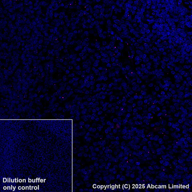 Immunohistochemistry (Formalin/PFA-fixed paraffin-embedded sections) - Alexa Fluor® 647 Anti-Pericentrin antibody [EPR21987] - Centrosome Marker (AB270119)