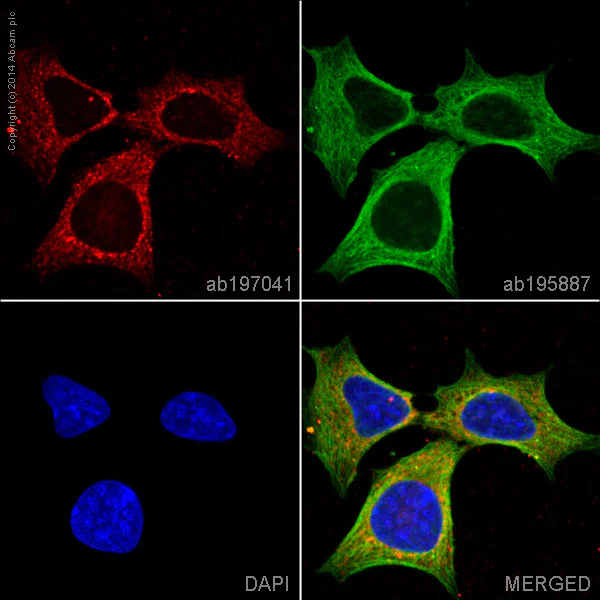 Immunocytochemistry/ Immunofluorescence - Alexa Fluor® 647 Anti-Peroxiredoxin 2/PRP antibody [EPR5154] (AB197041)