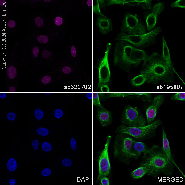 Immunocytochemistry/ Immunofluorescence - Alexa Fluor® 647 Anti-PHC2 antibody [EPR27147-176] - ChIP Grade (AB320782)